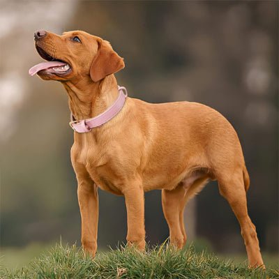 collier chien cuir moelleux labrador brun