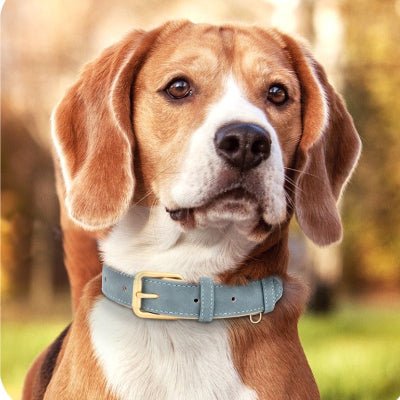 collier chien cuir moelleux bleu beagle