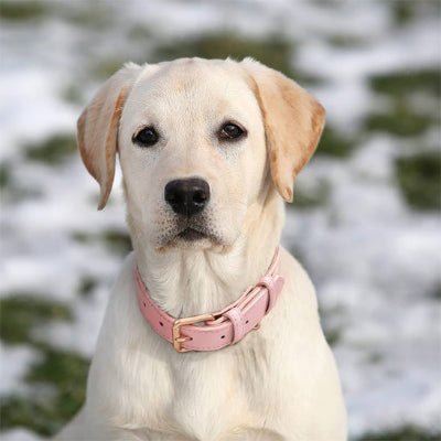 collier chien cuir moelleux labrador