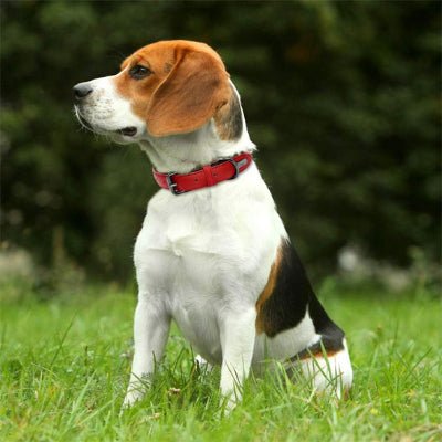 collier chien cuir rembourrer beagle rouge