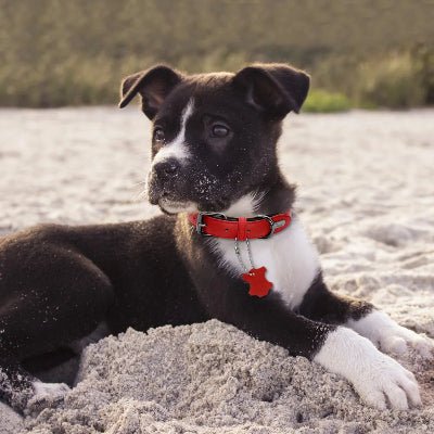 collier chien cuir rembourrer bebe rouge