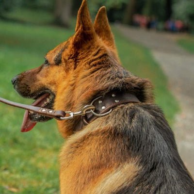 Collier chien cuir veritable noir berger
