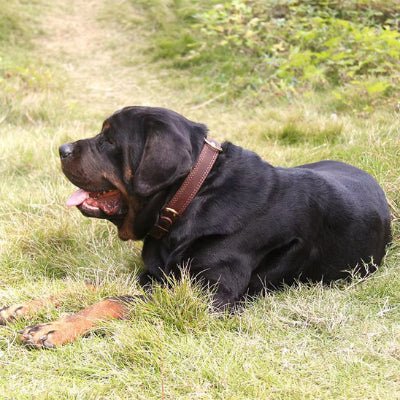 Collier chien cuir veritable rotweiler brun