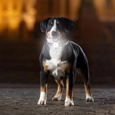 collier chien lumineux pendentif blanc modele bouvier