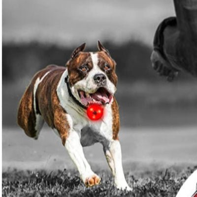 collier chien lumineux pendentif rouge boule dogue