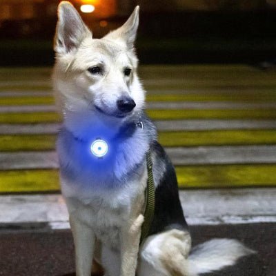 collier chien lumineux pendentif bleu husky