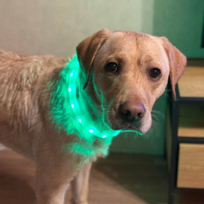 collier chien lumineux silicone labrador