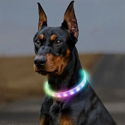 collier chien lumineux silicone doberman multicolor