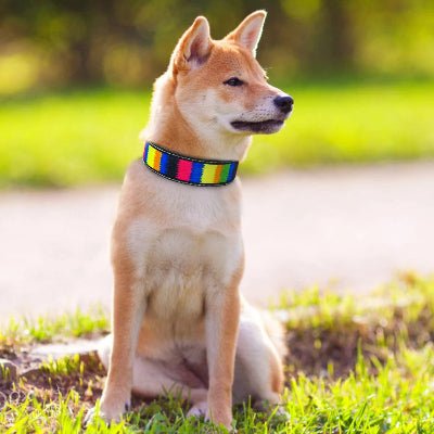 Collier chien | Reflective - Chien à l'honneur