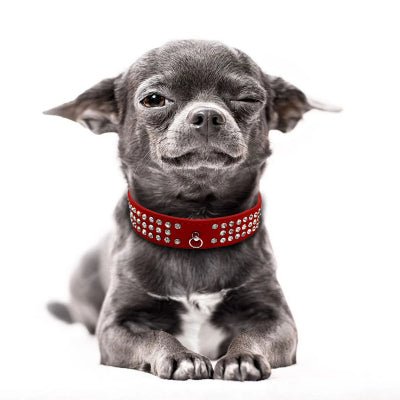 Collier cuir chien diamant rouge chihuahua gris