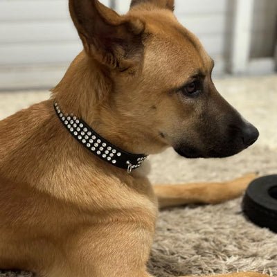 Collier cuir chien diamant noir berger