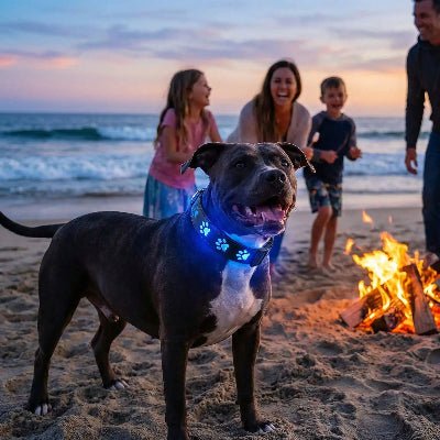 Collie rumineux chien 7 modes pitbull plage