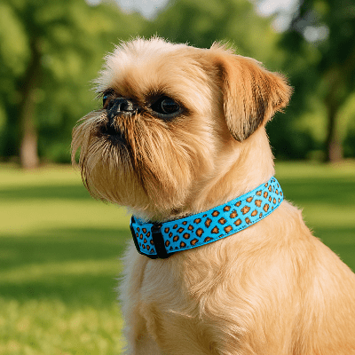 collier lumineux chien leopard bleu sur griffon