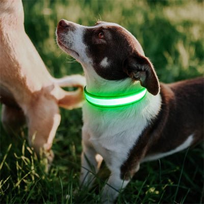 collier lumineux pour chien jaune en ballade