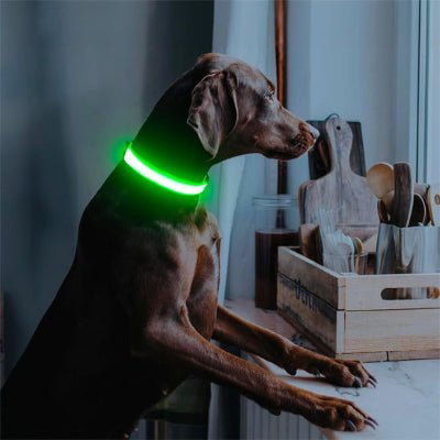 collier lumineux pour chien jaune sur braque