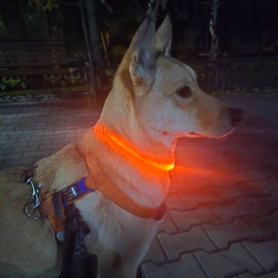 Collier lumineux pour chien LED rouge berger