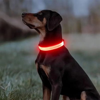 collier lumineux pour chien rouge sur doberman