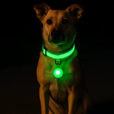 collier lumineux pour chien vert sur berger avec pendentif
