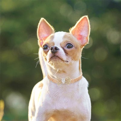 collier pour chien décoratif or jaune sur chihuahua