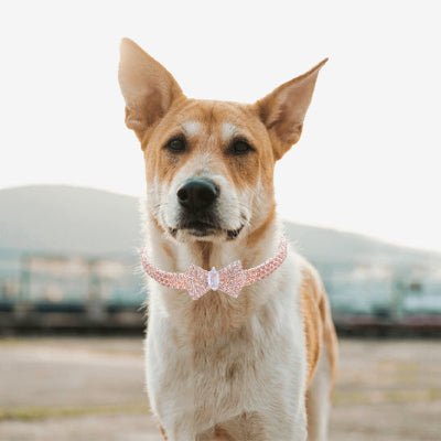 collier pour chien décoratif or rose sur berger