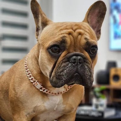 collier pour chien diamant or boule dogue