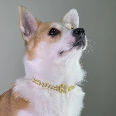 collier pour chien diamant or corgi