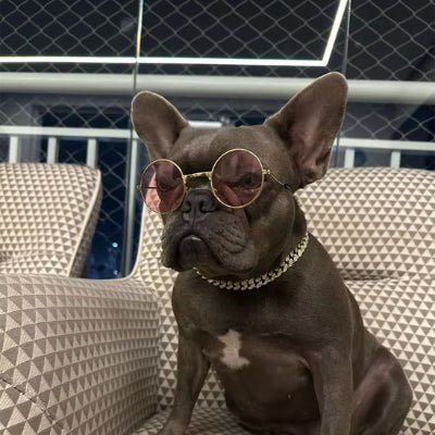 collier pour chien diamant or boule dogue avec lunette