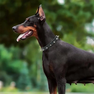 Collier pour chien | Spike - Chien à l'honneur