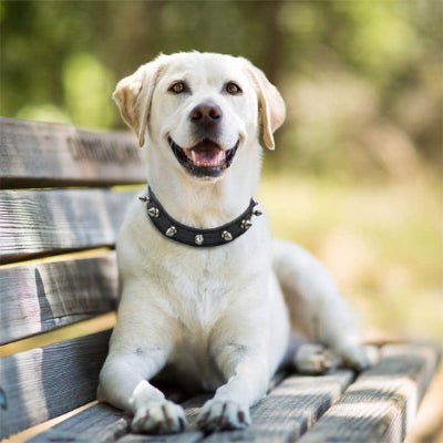 Collier pour chien | Spike - Chien à l'honneur