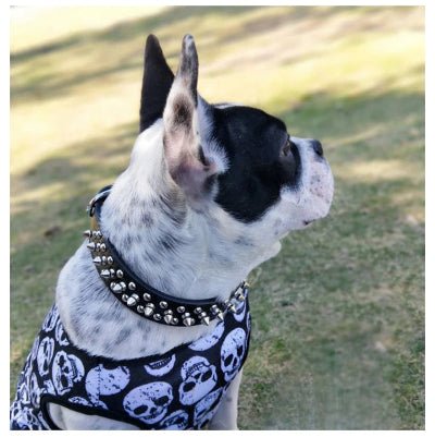 collier pour chien spike et rivet noir mignon