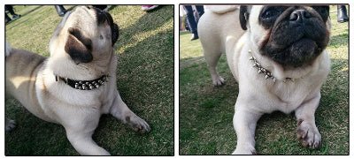 Collier pour chien | Spike et rivet - Chien à l'honneur