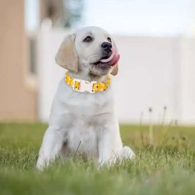 collier chien abeilles ajustable
