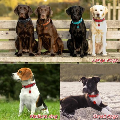 collier chien cuir rembourrer avec  mannequins