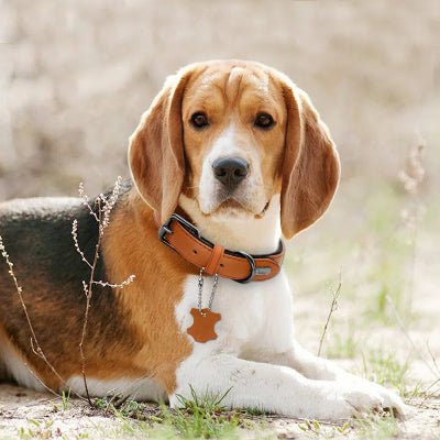collier chien cuir rembourrer beagle brun