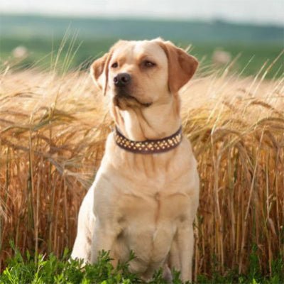 collier chien cuir rivet brun labrador dans le champs