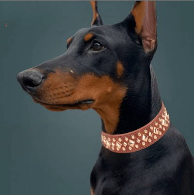 collier chien cuir  rivet doberman avec variante marron