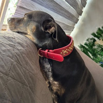 collier chien cuir  rivet labrador avec variante rouge