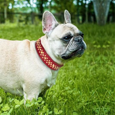 collier chien cuir rivet rouge su bouledogue dans l'herbe