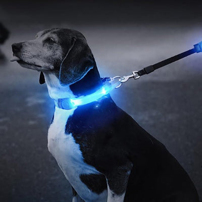 collier chien lumineux bande lumineuse  bleu sur collier