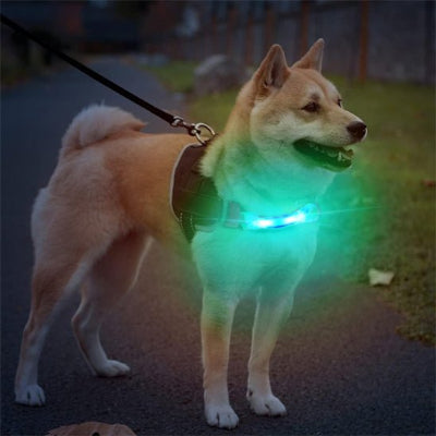collier chien lumineux bande lumineuse bleu sur harnais
