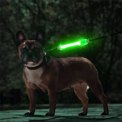 collier chien lumineux bande lumineuse  vert avec boule dogue