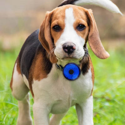 collier chien lumineux pendentif bleu beagle