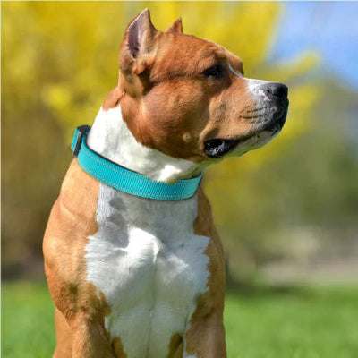 collier chien reflex pittbull bleu