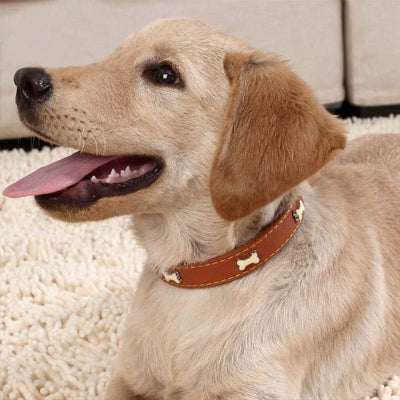 collier cuir chien os exemple brun bebe labrador