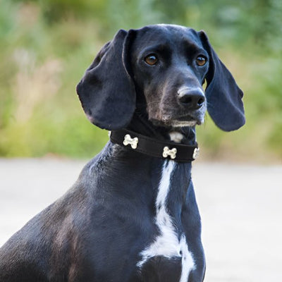 collier cuir chien os exemple noir sur teckel