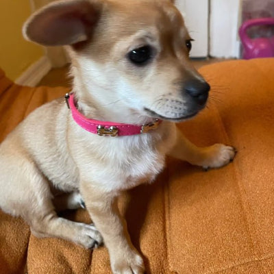 collier cuir chien os exemple rose sur chihuahua
