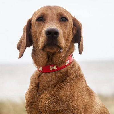 collier cuir chien os exemple rouge sur golden