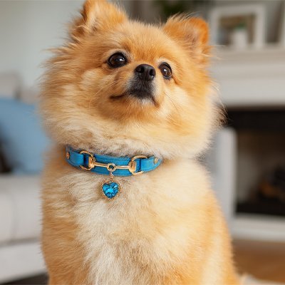 collier en cuir pour chien bleu sur pomeranien