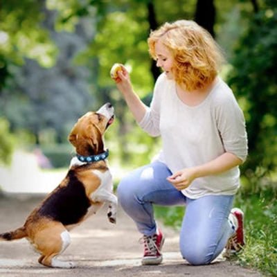 collier lumineux chien 7 modes beagle avec son humain