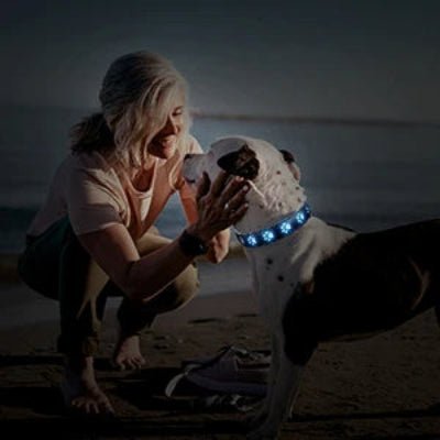 collier lumineux chien 7 modes pitbull a la plage